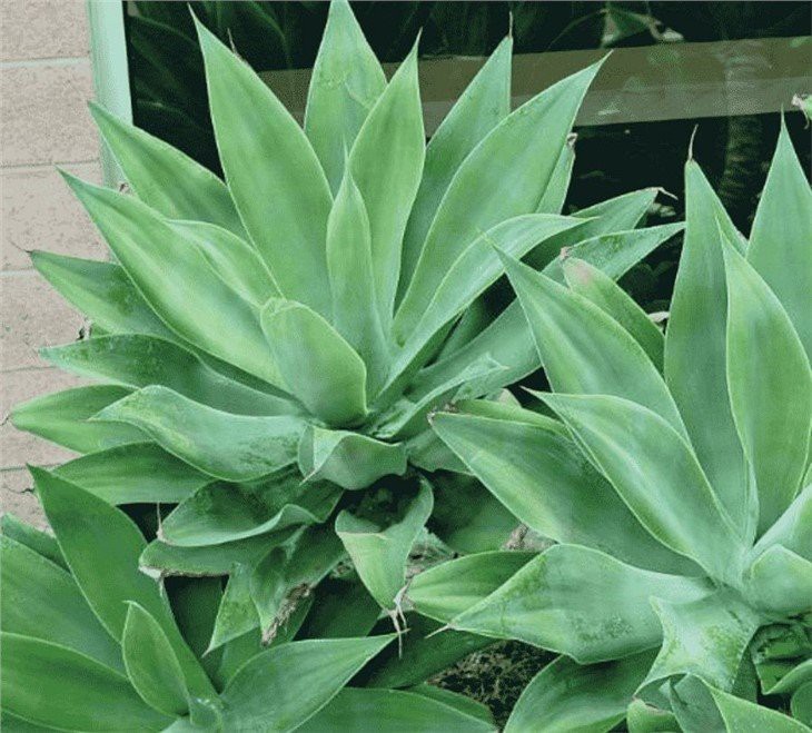 Foxtail Agave Plants(001)