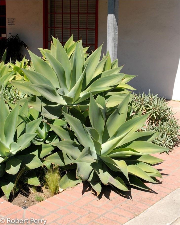 Agave attenuata(001)