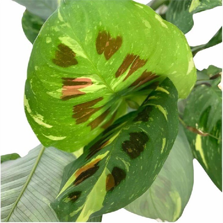 63